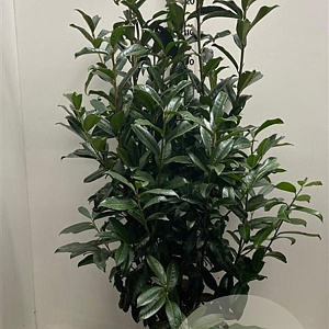 Prunus l. Genolia 125-150 cm met kluit