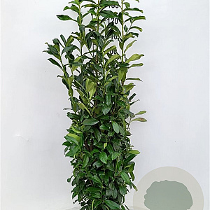 Prunus l. Genolia 125-150 cm met kluit