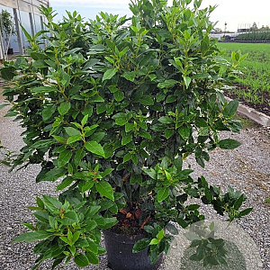Viburnum tinus 80-90 cm 10L
