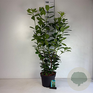 Prunus l. 'Novita' 80-100 cm 10L
