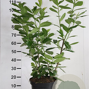 Prunus l. 'Novita' 80-100 cm 10L