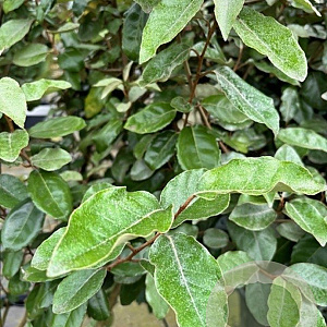 Elaeagnus ebb. 'Compacta' 60-80 cm met kluit