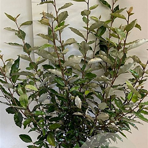 Elaeagnus ebbingei 80-100 cm met kluit