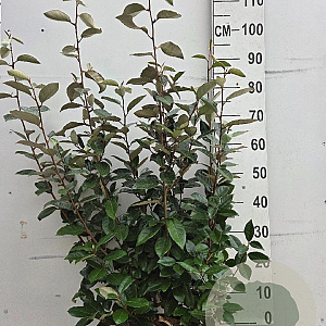Elaeagnus ebbingei 80-100 cm 10L