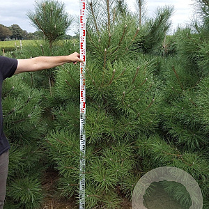 Pinus nigra nigra 175-200 cm draadkluit
