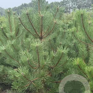 Pinus nigra nigra 175-200 cm draadkluit