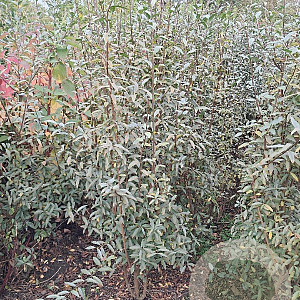 Ligustrum vulgare 150-175 cm met kluit