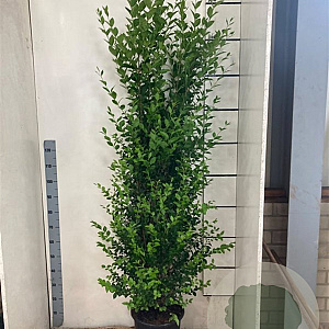 Ligustrum ovalifolium 175-200 cm 15L