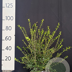 Osmanthus burkwoodii 80-100 cm met kluit