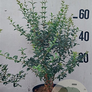 Osmanthus burkwoodii 60-80 cm 10L