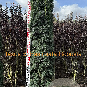 Taxus media 'Hillii' 175-200 cm met kluit