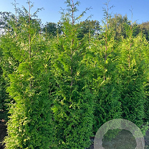 Thuja occ. 'Brabant' 325-350 cm draadkluit