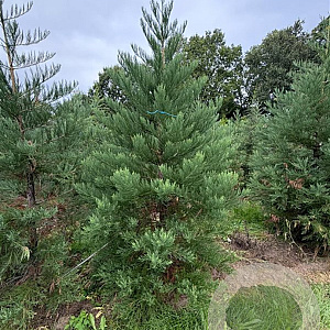 Sequoiadendron giganteum 200-225 cm draadkluit