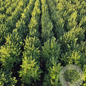 Buxus sempervirens 50-60 cm met kluit