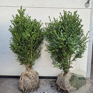 Buxus sempervirens 60-80 cm met kluit