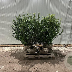 Ilex crenata 'Caroline Upright' 100-125 cm met kluit