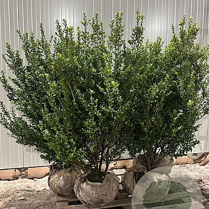 Ilex crenata 'Caroline Upright' 100-125 cm met kluit