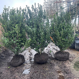 Ilex crenata 'Caroline Upright' 100-125 cm met kluit