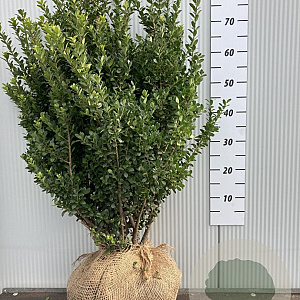 Ilex crenata 'Caroline Upright' 80-100 cm met kluit