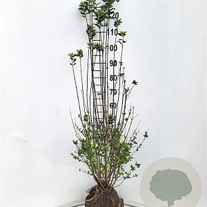 Ligustrum vulg. 'Atrovirens' 100-125 cm met kluit