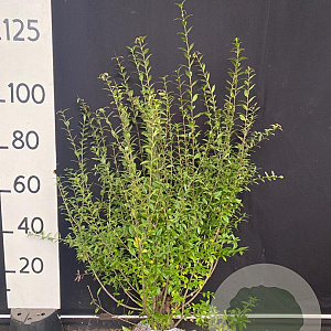 Ligustrum vulg. 'Atrovirens' 125-150 cm met kluit