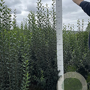 Ligustrum vulg. 'Atrovirens' 150-175 cm met kluit