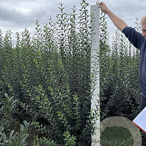 Ligustrum vulg. 'Atrovirens' 175-200 cm met kluit