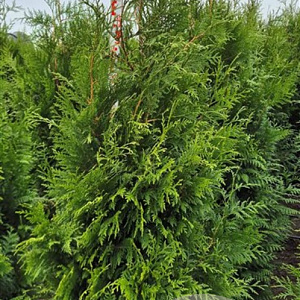 Thuja pl. 'Martin' 175-200 cm met kluit