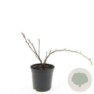 Ribes glandulosum GM C1.3