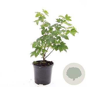 Ribes glandulosum GM C1.3