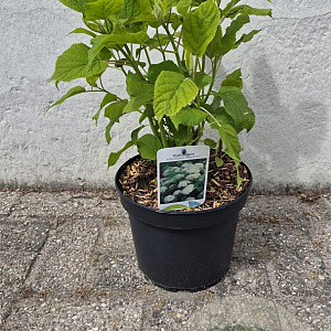 Hydrangea a. 'Annabelle' 30-40 cm 5,0L