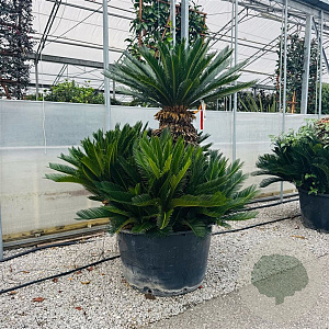 Cycas revoluta 80-100 cm container meerstammig