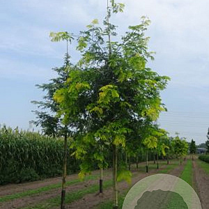 Gleditsia triac. 'Sunburst' 20-25 HO draadkluit 250 cm stam