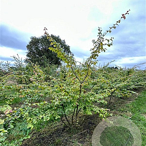Parrotia persica 200-250 cm draadkluit meerstammig