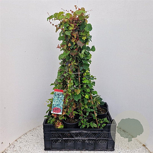 Parthenocissus tr. 'Veitchii' 100-120 cm C1.5