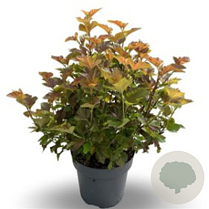 Physocarpus opulif. Amber Jubilee 100-125 cm 20L