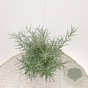 Salix elaeagnos 'Angustifolia' 40-45 cm 4,5L