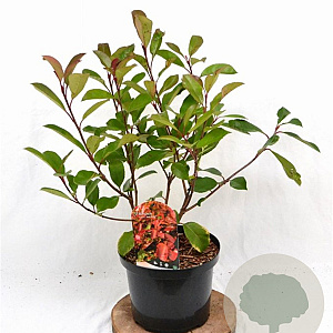 Photinia fraseri 'Red Robin' 40-60 cm 5,0L
