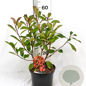 Photinia fraseri 'Red Robin' 40-60 cm 5,0L
