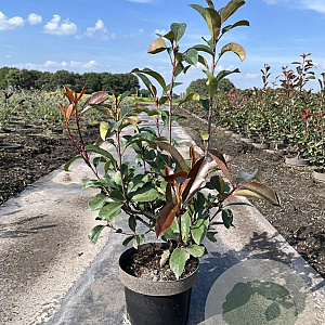 Photinia fraseri 'Red Robin' 40-60 cm 5,0L