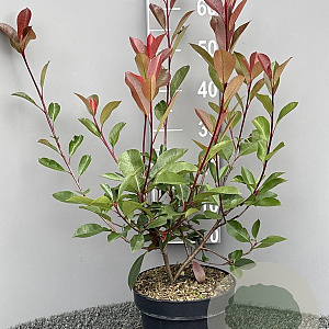 Photinia fraseri 'Red Robin' 40-60 cm 5,0L