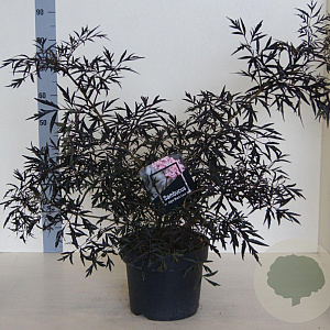 Sambucus nigra Black Lace 60-80 cm 10L meerstammig