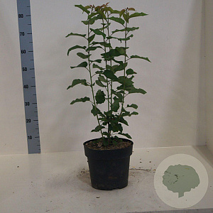 Prunus avium 60-80 cm 6L meerstammig