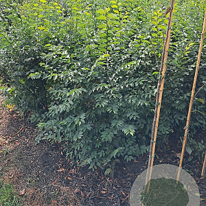 Zelkova serrata 125-150 cm met kluit meerstammig