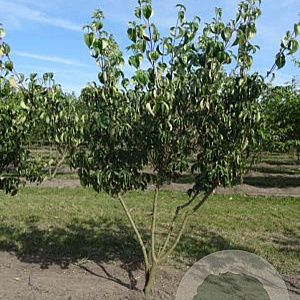 Cornus kousa chinensis 100-125 cm met kluit meerstammig