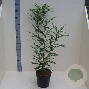 Styphnolobium japonicum 60-80 cm 6L meerstammig