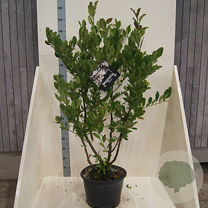 Magnolia stellata 125-150 cm 20L meerstammig