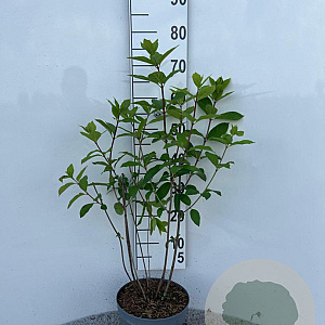 Hydrangea pan. 'Grandiflora' 40-60 cm 5,0L