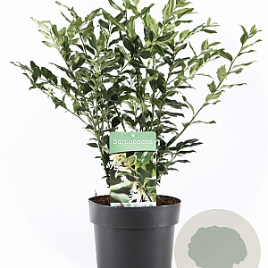 Sarcococca confusa 40-50 cm 5,0L