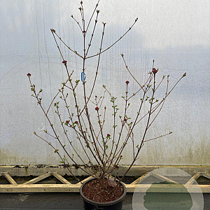Viburnum carlesii 'Aurora' 100-125 cm 20L
